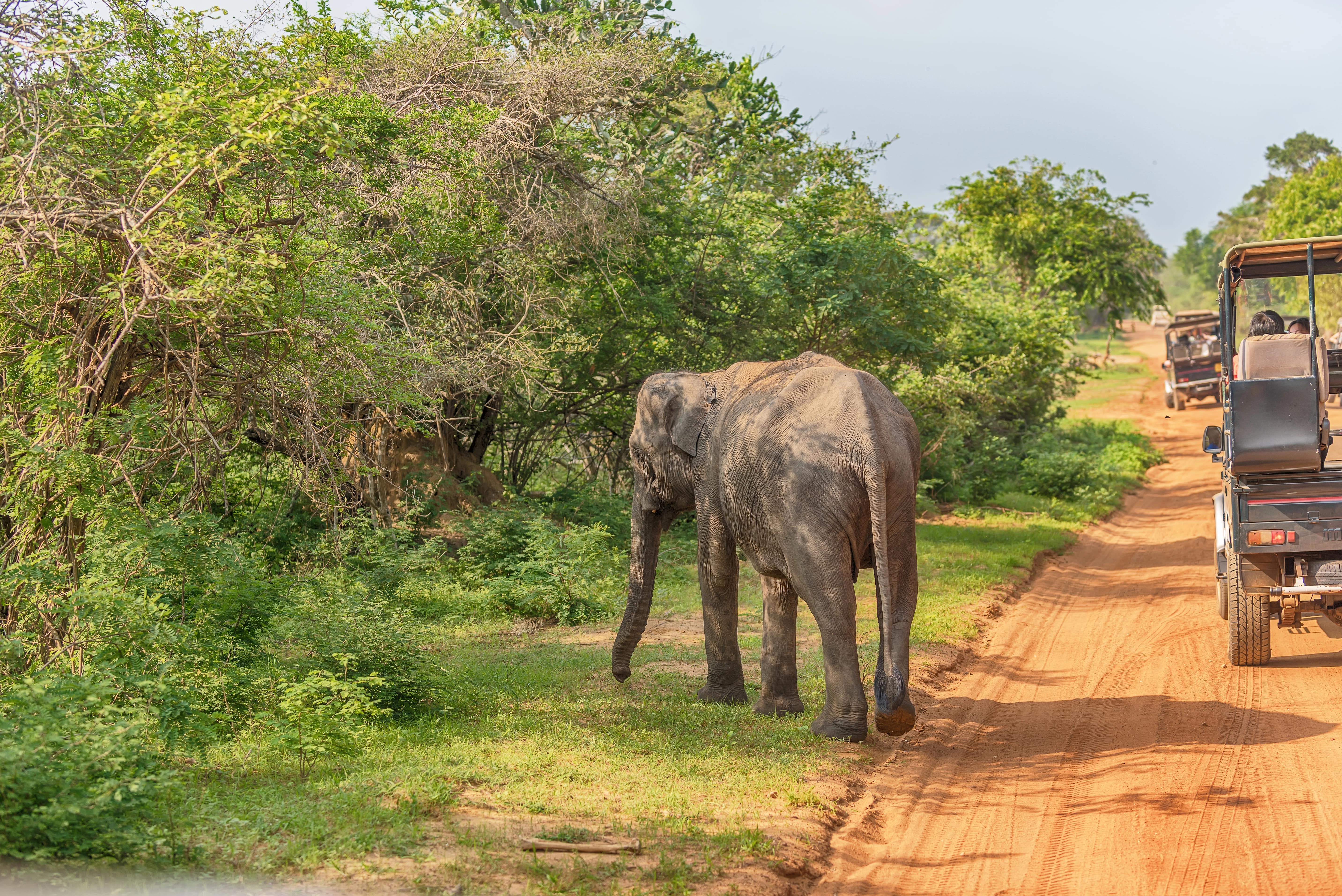 Sri Lanka - safari (5).jpg